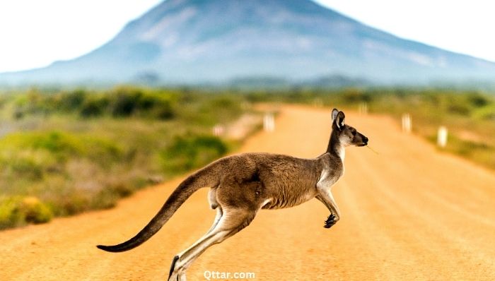 A Kangaroo crossing road in Australia