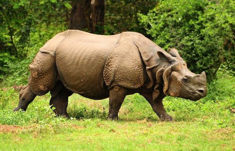 Why Should YouPlana Trip to Kaziranga